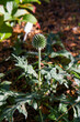 The Globe thistles (Echinops) plant in early stage of blooming
