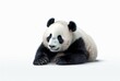 cute panda isolated on white background. generative ai