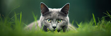 A Portrait Image Of A Russian Blue Cat Crouched In The Grass, With Intense Yellow Eyes And A Focused Expression.