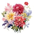 Chrysanthemums and dahlias painted in watercolor on white background