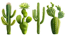 Set Of Cactus Plants On A Transparent Background PNG