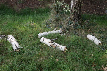 trunk in the forest