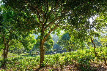 Wall Mural - Tea plantation