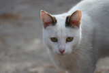 Fototapeta Koty - Beautiful Cats