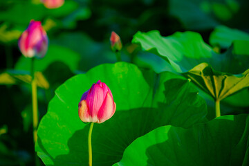 Wall Mural - Lotus blooming in summer, in northern China