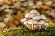 Pilze im Wald, Makroaufnahme im Herbst