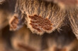 Detailaufnahme von einem Pilz, Makrofotografie