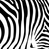 Fototapeta Konie - Zebra pattern. Striped leather, linear pattern. Tiger pattern. Design of greeting cards, posters, patches, prints on clothes, emblems. Abstract pattern, line background, fabric.