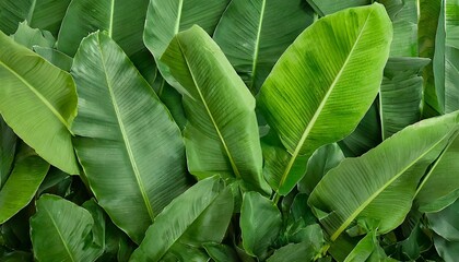 photo wallpapers for the interior banana leaves green tropical leaves mural for the walls the decor is made of leaves