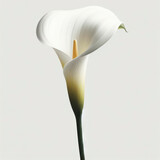 Photo of an elegant calla lily with a solid white background. ai generative