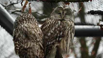 Video of Ural owl in zoo