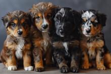 Group Portrait Of Adorable Puppies On Grey Background