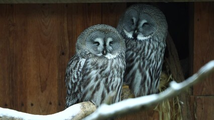 Video of Great grey owl