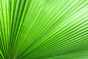 Close up green palm leaf texture, abstract palm leaf horizontal background