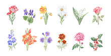 Watercolor Illustrations Of The Birth Month Flowers - Set Of 12 Drawings - Carnation, Violet, Daffodil, Daisy, Lily Of The Valley, Rose, Larkspur, Gladiolus, Aster, Marigold, Chrysanthemum, Holly