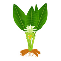 Wall Mural - Turmeric plant with rhizome and flowers on a white background.
