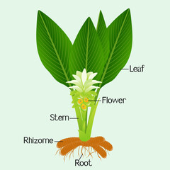 Wall Mural - Parts of a long turmeric plant on a green background.