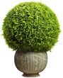 Sphere topiary on pot illustration PNG element cut out transparent isolated on white background ,PNG file ,artwork graphic design.