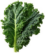 Kale leaves illustration PNG element cut out transparent isolated on white background ,PNG file ,artwork graphic design.