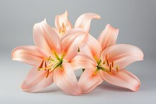 Three Pink Lilies Isolated On White Background. Wedding, Easter And Spring Concept. Greeting Card For Women's Or Mother's Day. Floral Card Template With Space For Text