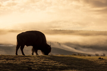 Wall Mural - Bison Silhouetted at Sunrise in Yellowstone National Park