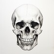 human skull illustration