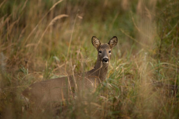 Wall Mural - roe deer looking towards to me. nature in europe. deer without antlers.