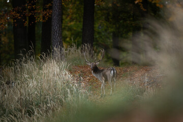 Wall Mural - Fallow deer during rutting time. Male of deer in the wood. Brown deer with white spots.