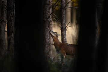 Wall Mural - Mouflon during rutting time. Herd of mouflons in the forest. Brown sheep with bent horns.
