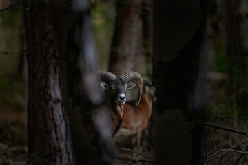 Wall Mural - Mouflon during rutting time. Herd of mouflons in the forest. Brown sheep with bent horns.