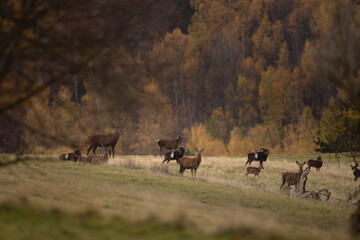 Wall Mural - Red deer during rutting time. Red deers and mouflons are together on the meadow. Mountains full of animals. 