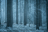 Fototapeta Las - Dark moody winter forest