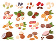 Nuts and seeds. Cartoon cashew, coconut, peanut, almond, walnut, hazelnut and pistachio nuts, cocoa and coffee beans, organic snack food flat vector illustration set. Tasty seed and nuts collection