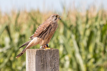 Canvas Print - Kestrel 