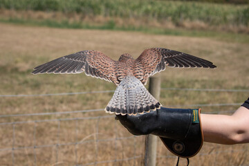 Canvas Print - Kestrel 