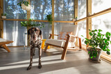 Fototapeta  - A cute dog on a modern porch
