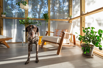 A cute dog on a modern porch