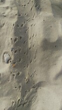 Crab Tracks In The Sand