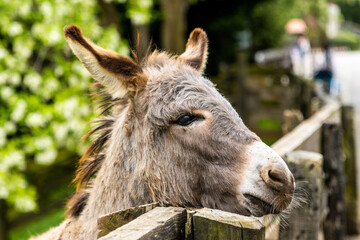 Close-up of a young donkey's head