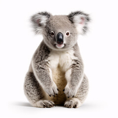 Wall Mural - koala on white background isolated