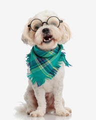 Wall Mural - happy bichon wearing glasses and colored bandana