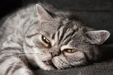 close up portrait of a cat