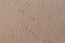 Seagull Paw Prints On The Beach Sand , Copy Space
