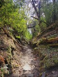Fototapeta Góry - Beautiful forest hiking trail, annapurna conservation area Nepal