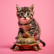 cat and turtle against pink background.Minimal creative nature concept.Copy space.Generative AI