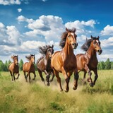 Fototapeta Konie - horse  
