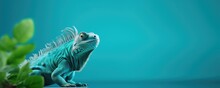 Beautiful Green Chameleon On Turquoise Blue Background With Tropical Plants And Leaves. Veiled Colorful Chameleon On Branch. Reptile Lizard In Zoo Terrarium. Exotic Domestic Pet Concept