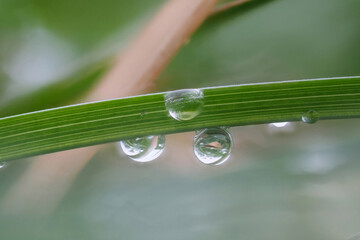 Wall Mural - Close-up Detail of a Green Leaf with Dew Droplets