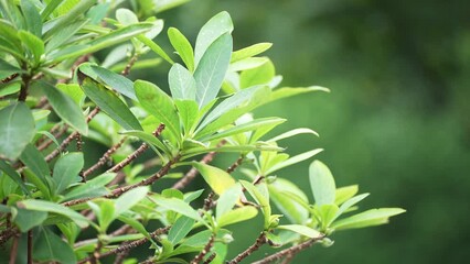 Sticker - green plant in park