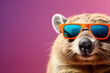 © 랑이 자 - Creative Animal Concepts - Surrealist advertising of sunglasses worn by solid pastel backgrounds and isolated wombats generative ai